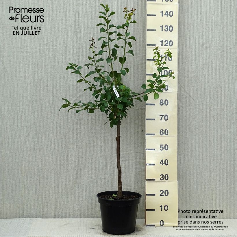 Prunus domestica Reine Claude violette - Common plum 7.5L/10L pot, Goblet sample as delivered in summer