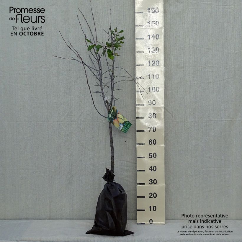 Prunus domestica Thames Cross - Common plum Ready-to-plant root ball, Goblet sample as delivered in autumn