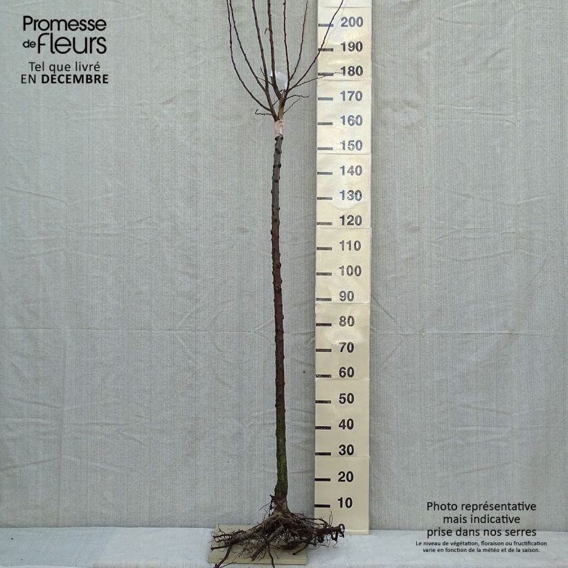 Prunus domestica Wignon - Common plum Bare root, Half standard sample as delivered in winter