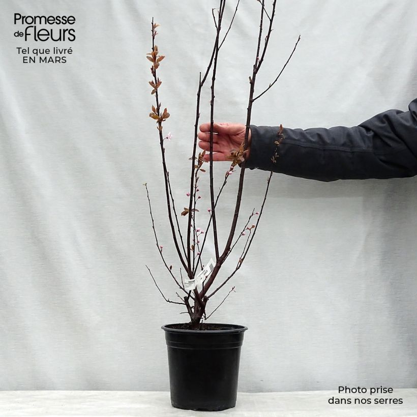 Prunus cerasifera Nigra (Atropurpurea)  4L/5L pot, Standard sample as delivered in spring