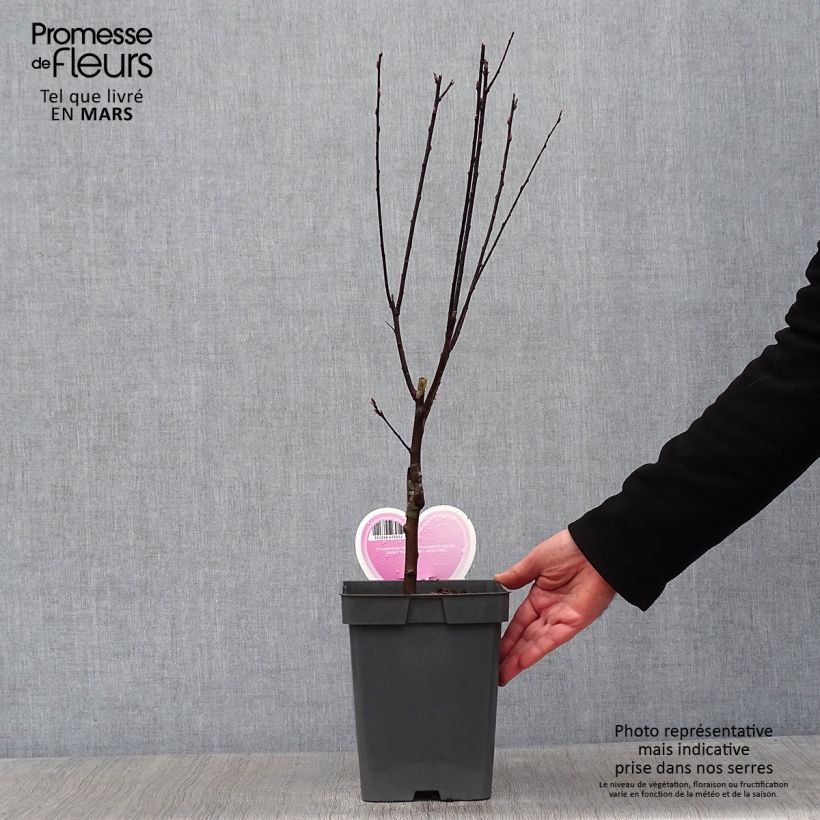Prunus cerasifera Nigra (Atropurpurea)  4L/5L pot sample as delivered in winter