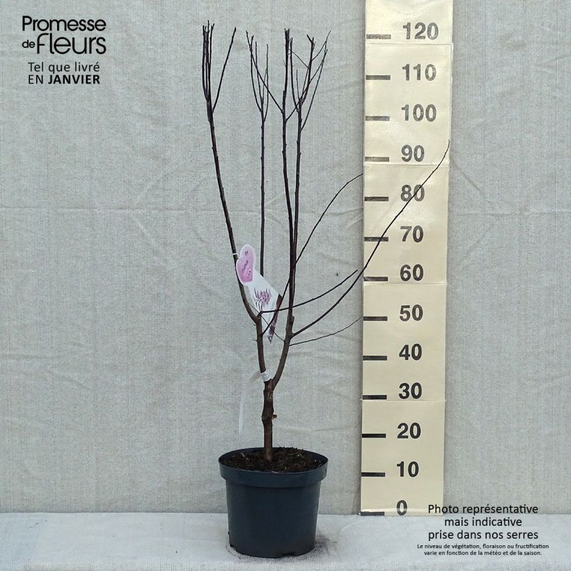 Prunus cerasifera Nigra (Atropurpurea)  7.5L/10L pot sample as delivered in winter