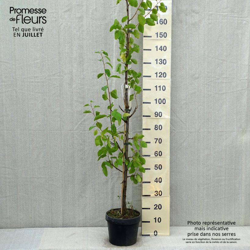 Prunus domestica Quetsche toronto - Common plum 6L/7L pot, Columnar sample as delivered in summer