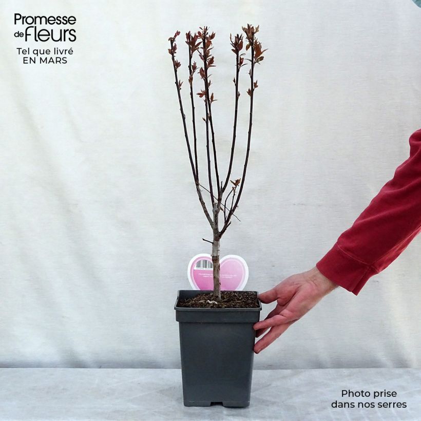 Prunus cerasifera 4L/5L pot sample as delivered in spring