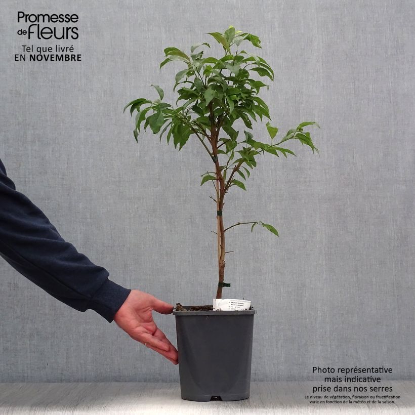 Prunus domestica Fruit Me Plum Me Angeleno - Common plum 4L/5L pot, Dwarf sample as delivered in autumn