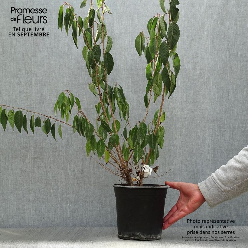 Prunus Okame - Cherry 4L/5L pot sample as delivered in autumn