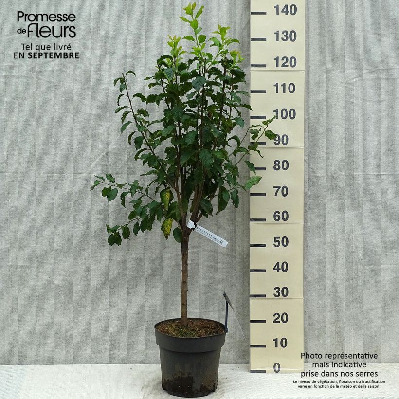 Prunus domestica Hanna - Plum 7.5L/10L pot sample as delivered in autumn