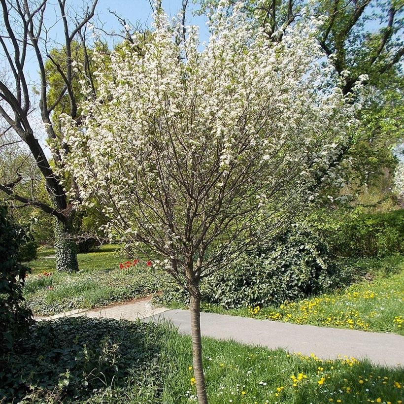 Prunus x eminens Umbraculifera (Plant habit)