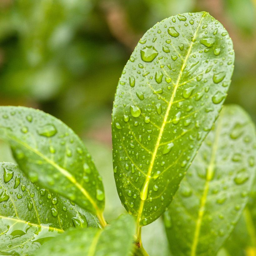 Prunus laurocerasus Ani - Cherry Laurel (Foliage)