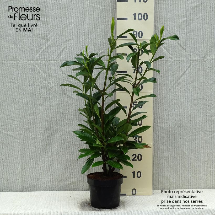 Prunus laurocerasus Caucasica - Caucasian Laurel 3L/4L pot sample as delivered in spring