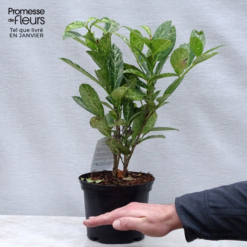 Prunus laurocerasus Marbled White - Cherry Laurel 2L/3L pot sample as delivered in winter