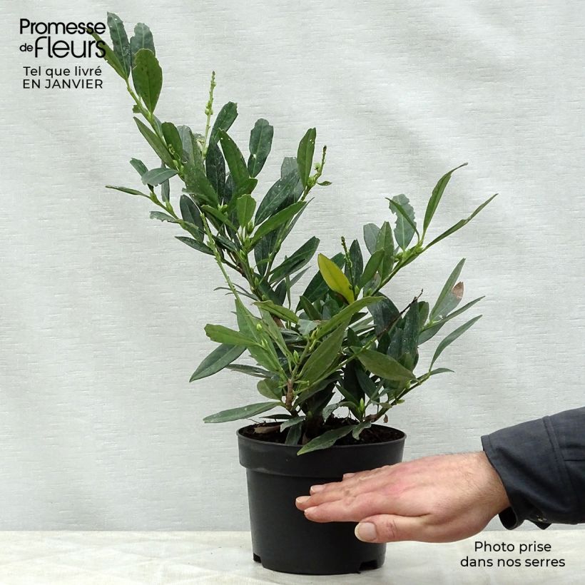 Prunus laurocerasus Otto Luyken - Cherry Laurel 2L/3L pot sample as delivered in winter