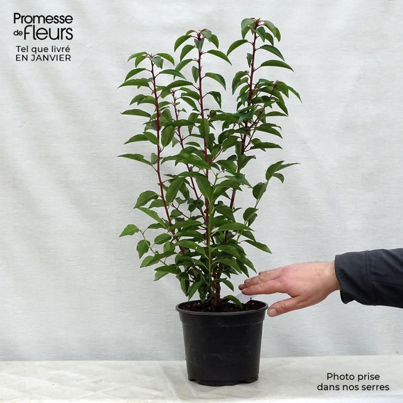 Prunus lusitanica Angustifolia - Portuguese Laurel 3L/4L pot sample as delivered in winter