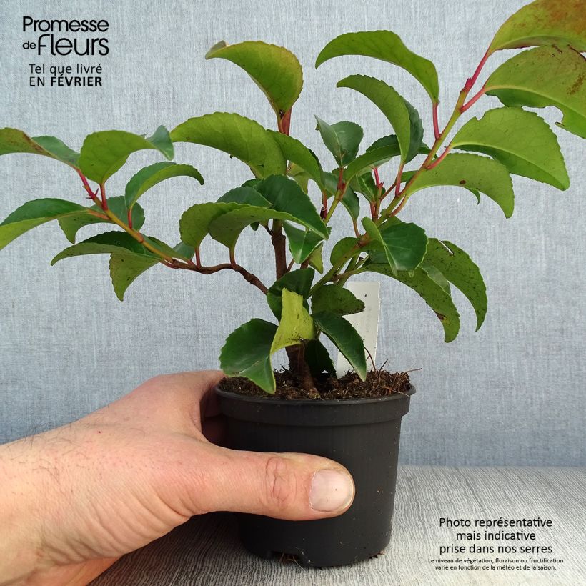 Prunus lusitanica ssp. azorica Tico (YBRAZO01) 8/9 cm pot sample as delivered in winter