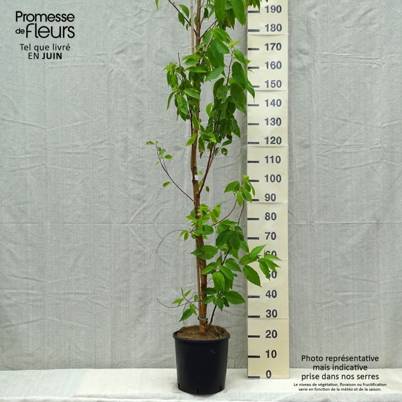 Prunus maackii Amber Beauty 7.5L/10L pot sample as delivered in spring