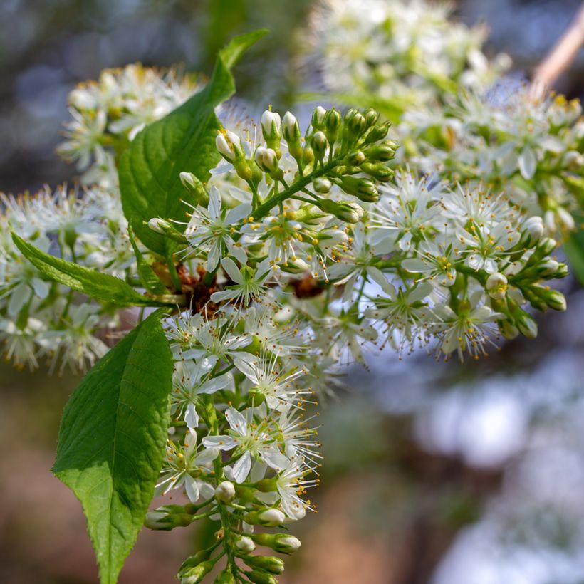 Prunus maackii Amber Beauty (Flowering)
