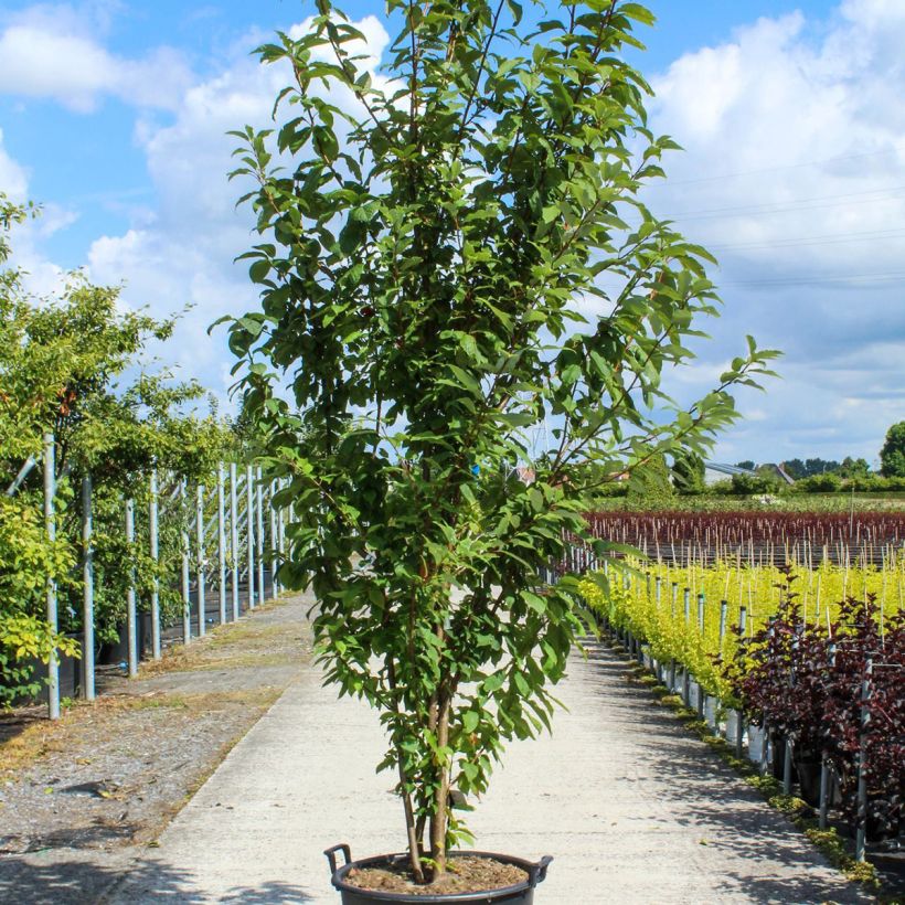 Prunus padus  80L/90L pot sample as delivered in spring