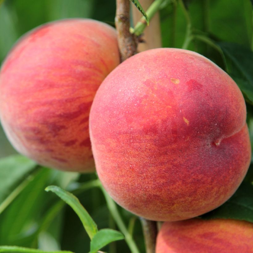 Prunus persica Suncrest - Peach Tree (Harvest)