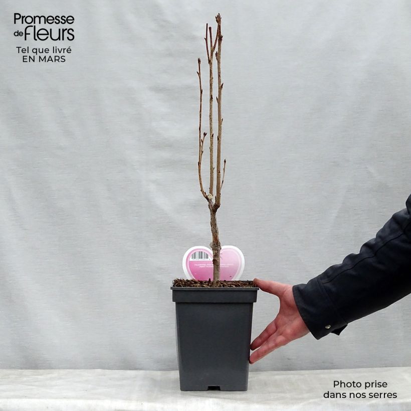 Prunus serrulata Amanogawa - Japanese Cherry 4L/5L pot sample as delivered in spring