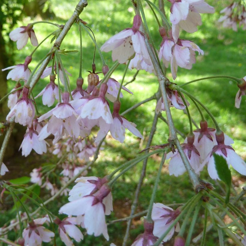 Prunus subhirtella Pendula Rubra - Wheeping Cherry (Flowering)