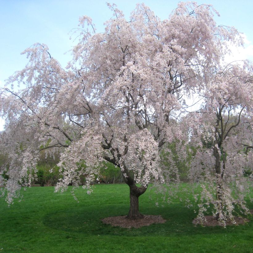 Prunus subhirtella Pendula Rubra - Wheeping Cherry (Plant habit)