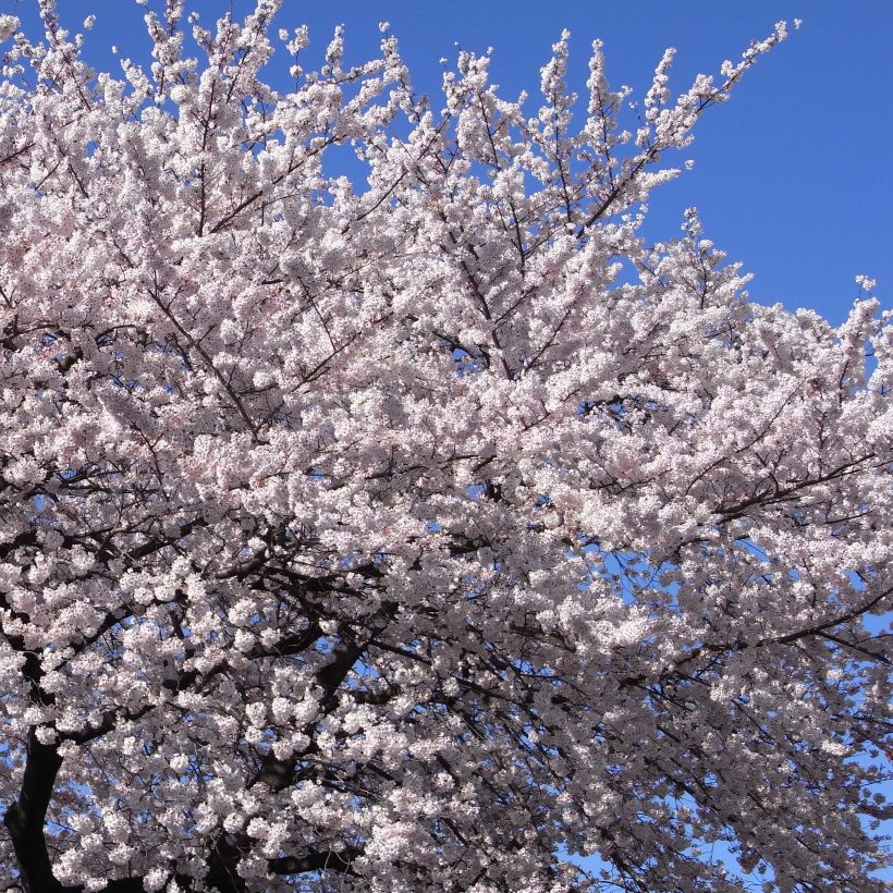 Prunus  yedoensis - Yoshino Cherry (Flowering)