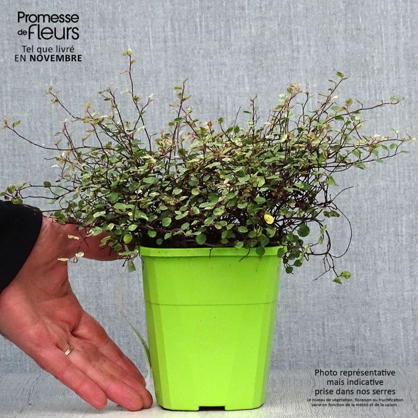 Pseudanthus tasmanicus Radiance 1.5L/2L pot sample as delivered in autumn