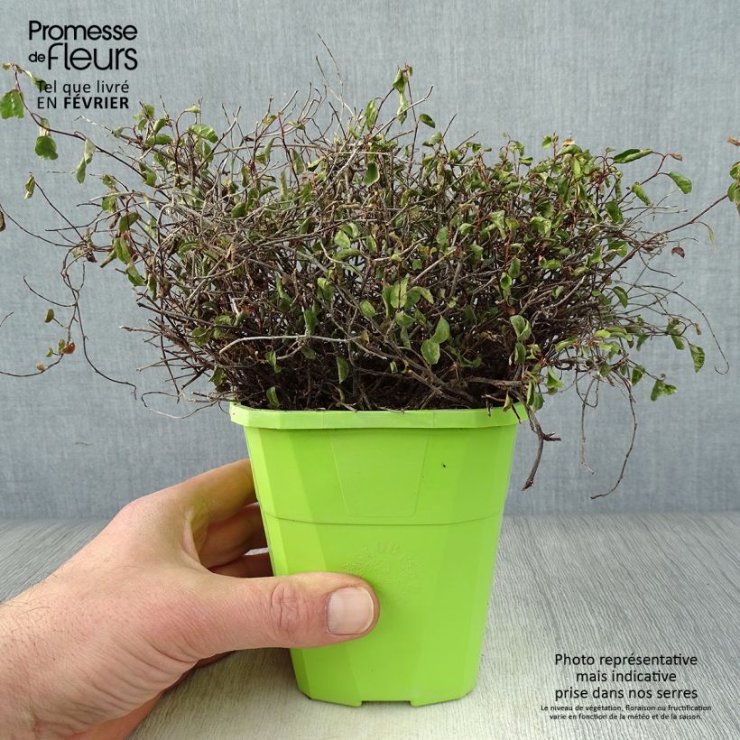 Pseudanthus tasmanicus Radiance 1.5L/2L pot sample as delivered in winter