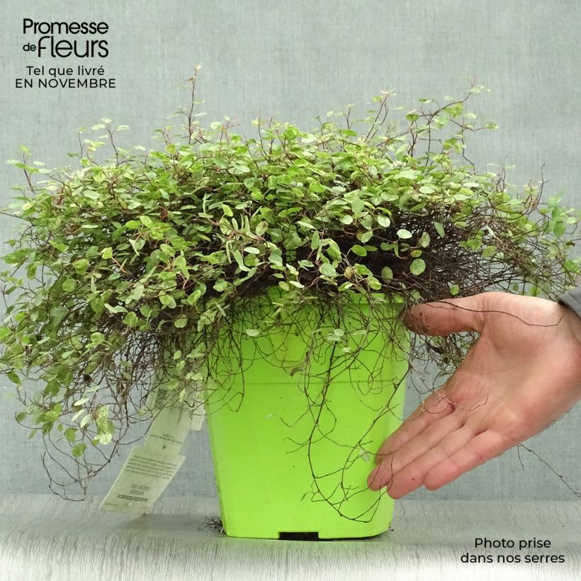 Pseudanthus tasmanicus Radiance 4L/5L pot sample as delivered in autumn