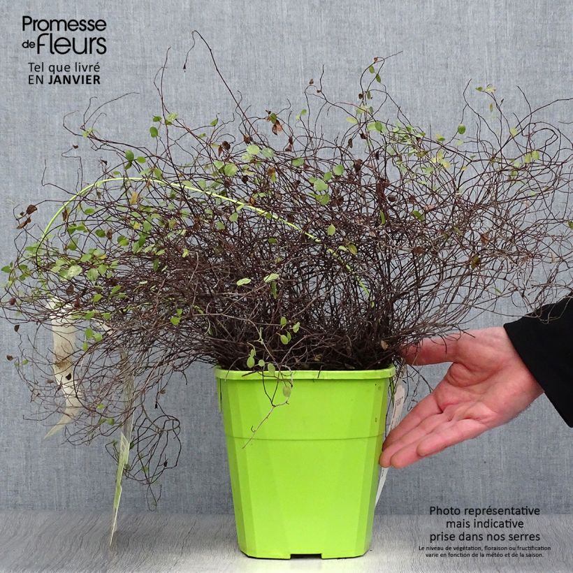 Pseudanthus tasmanicus Radiance 4L/5L pot sample as delivered in winter