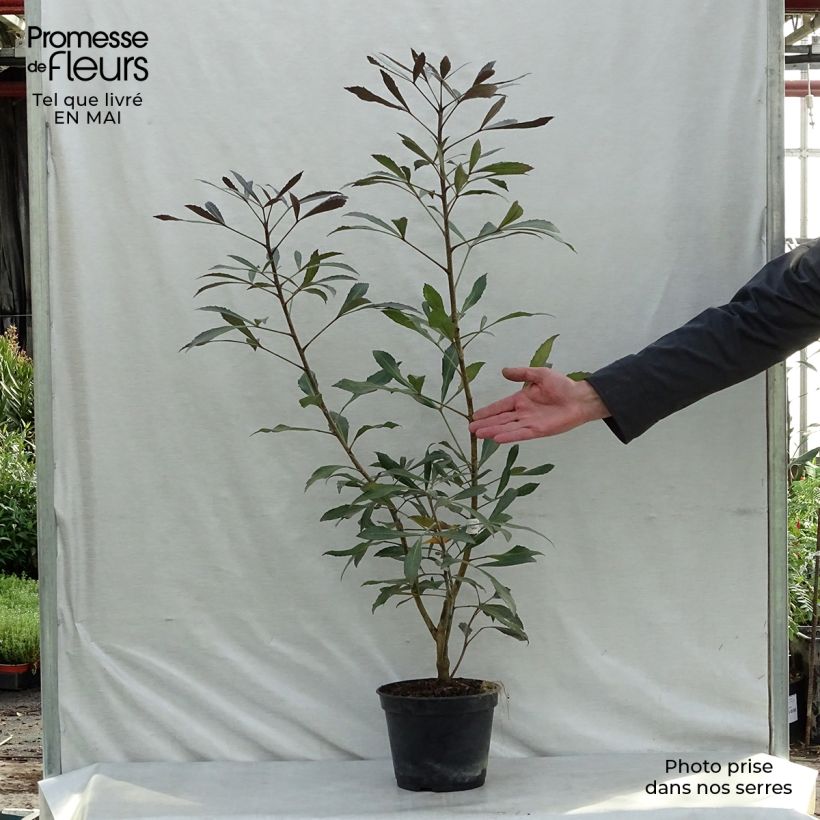Pseudopanax lessonii Dark Star 2L/3L pot sample as delivered in spring