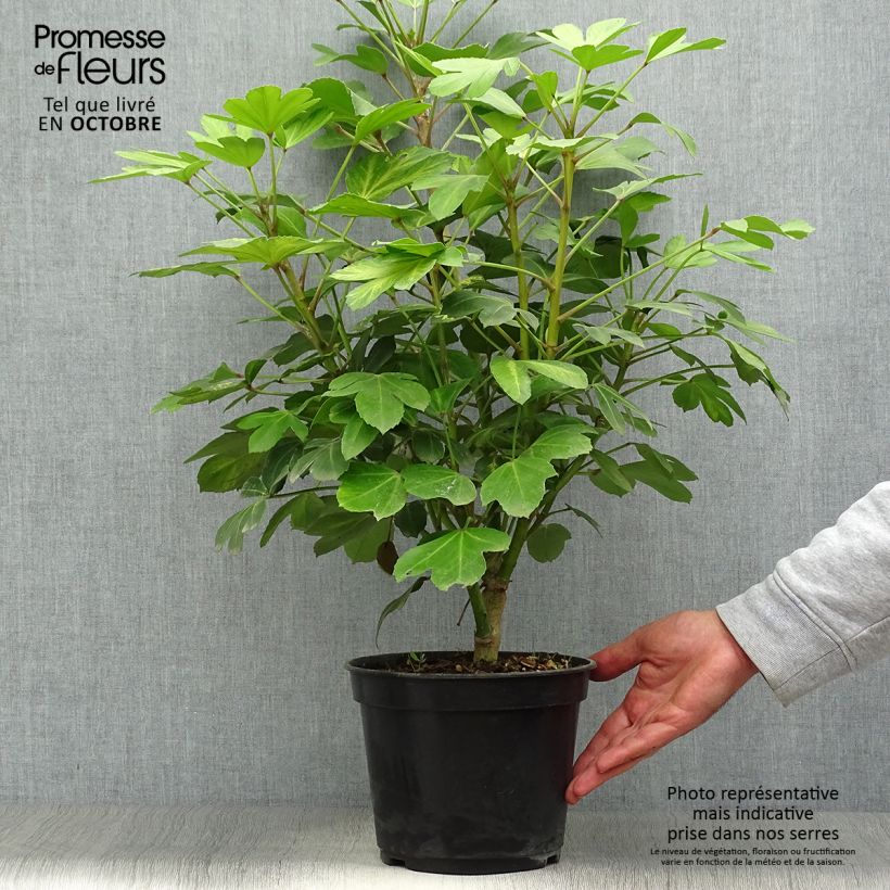 Pseudopanax Gecko Gold 3L/4L pot sample as delivered in autumn