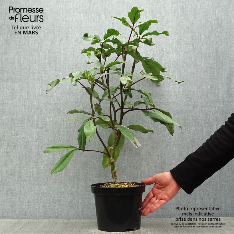 Pseudopanax laetus 3L/4L pot sample as delivered in spring