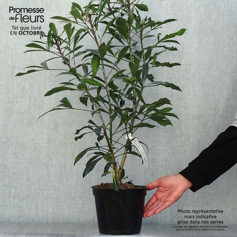 Pseudopanax lessonii Dark Star 2L/3L pot sample as delivered in autumn