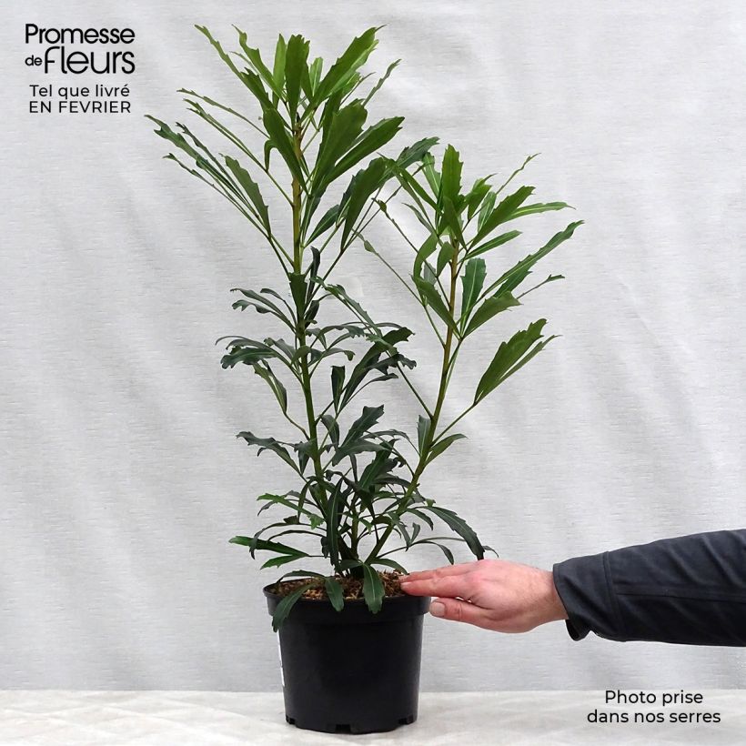 Pseudopanax Goldfinger 3L/4L pot sample as delivered in winter
