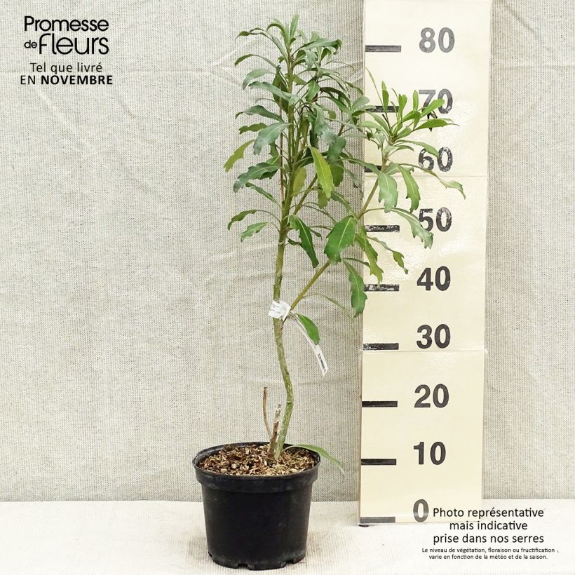 Pseudopanax Goldfinger 3L/4L pot sample as delivered in autumn