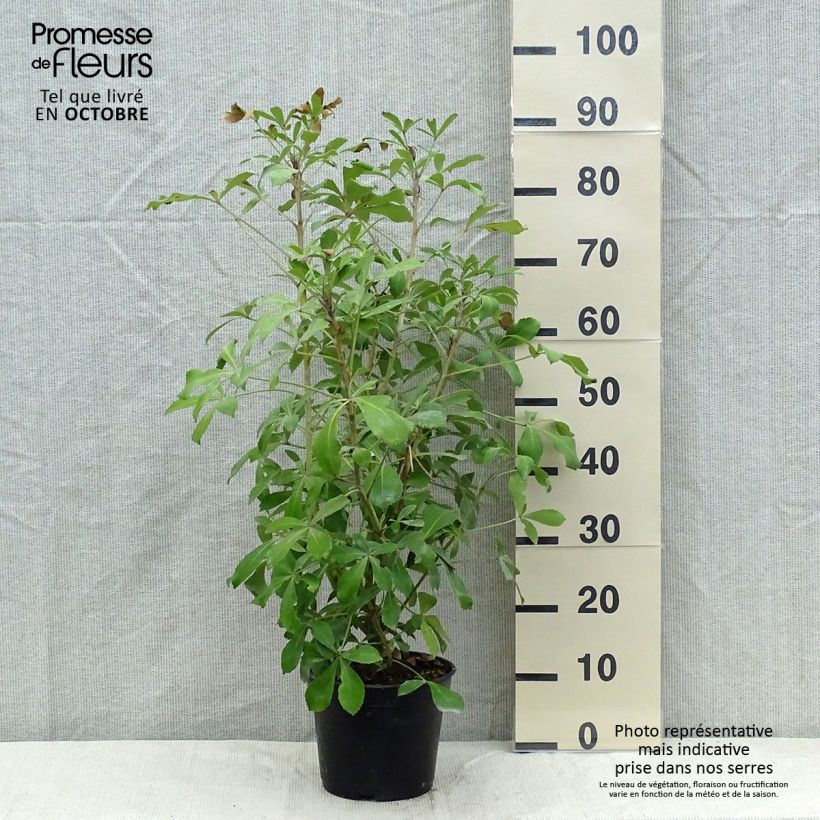 Pseudopanax Goldsplash 3L/4L pot sample as delivered in autumn