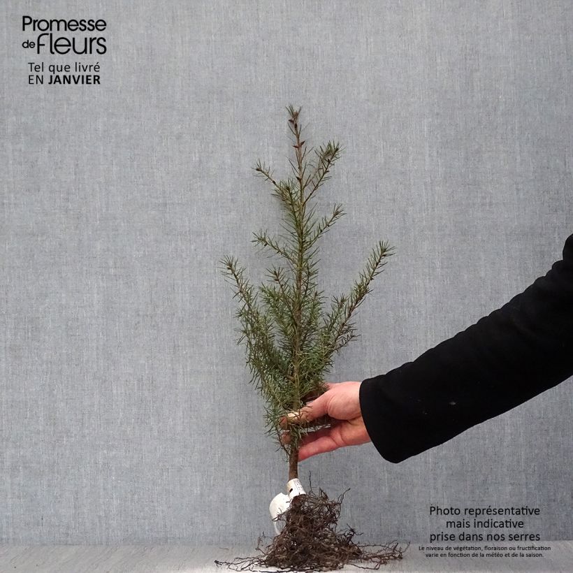 Pseudotsuga menziesii - Douglas Fir Bare root sample as delivered in winter
