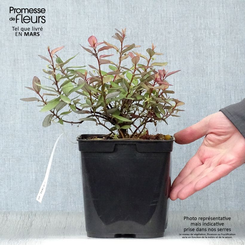 Pseudowintera colorata 2L/3L pot sample as delivered in spring