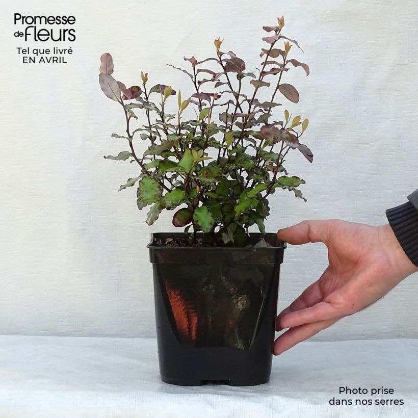 Pseudowintera colorata Red Leopard 2L/3L pot sample as delivered in spring