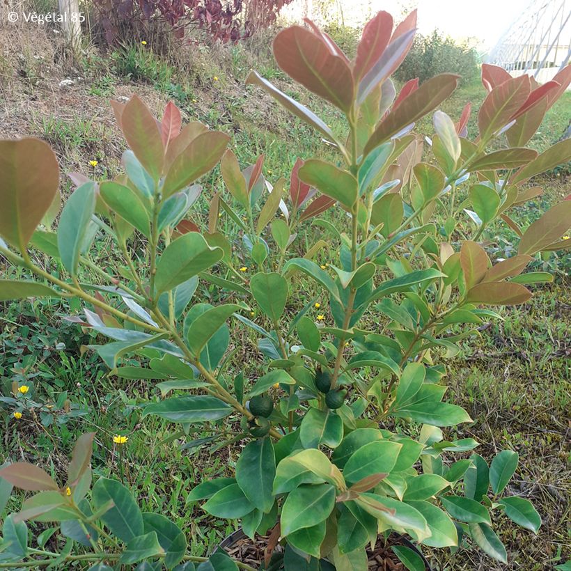 Psidium cattleyanum f. lucidum - Strawberry guava (Foliage)