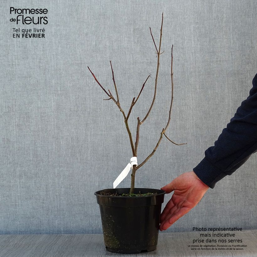 Ptelea trifoliata Aurea - Hoptree 3L/4L pot sample as delivered in winter