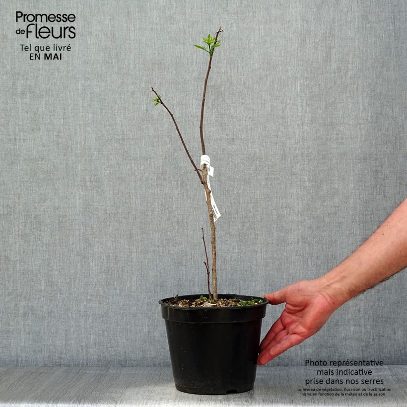 Ptelea trifoliata - Hoptree 3L/4L pot sample as delivered in spring