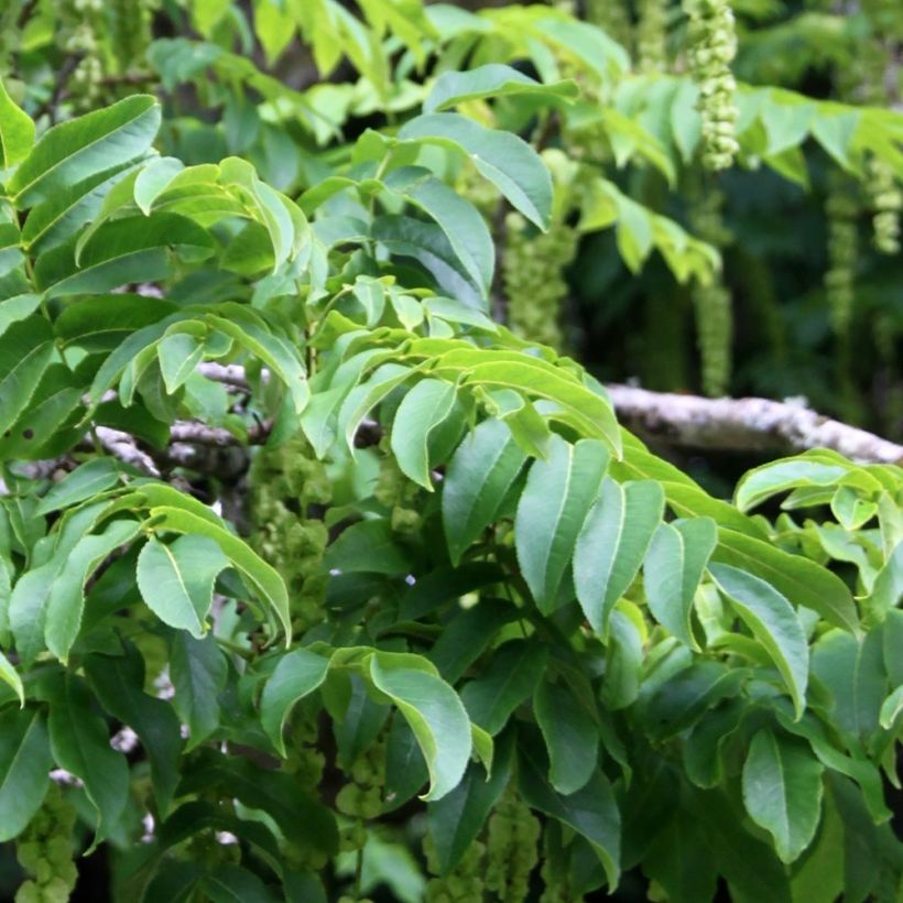 Pterocarya fraxinifolia - Caucasian wingnut (Foliage)