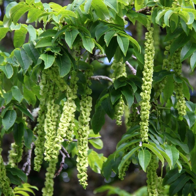 Pterocarya fraxinifolia - Caucasian wingnut (Harvest)