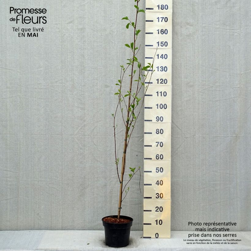 Pterostyrax corymbosa 3L/4L pot sample as delivered in spring