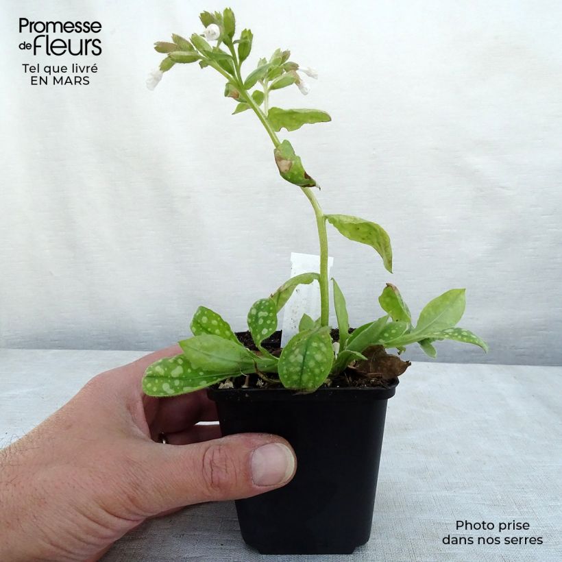 Pulmonaria Ice Ballet - Lungwort 8/9 cm pot sample as delivered in winter