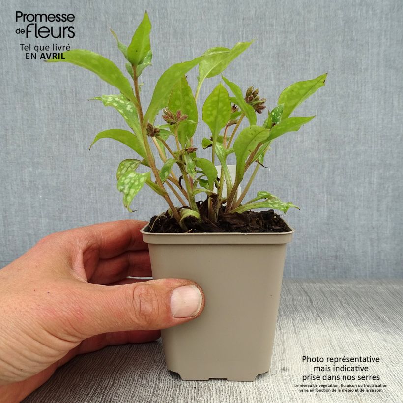 Pulmonaria Shrimps on the Barbie - Lungwort 8/9 cm pot sample as delivered in spring