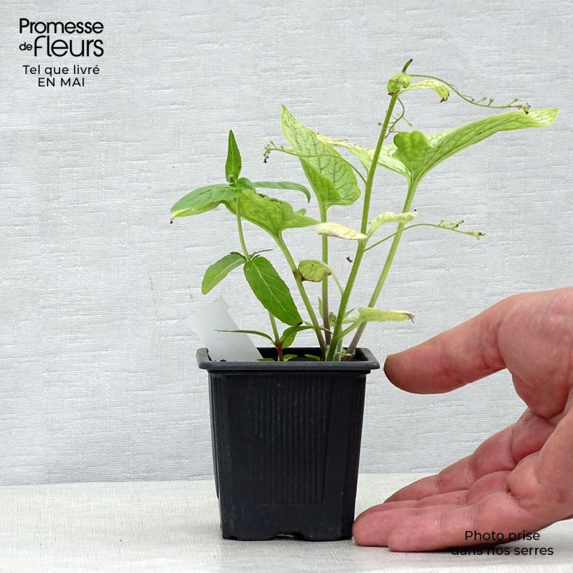 Pulmonaria saccharata Silver Bouquet - Lungwort 8/9 cm pot sample as delivered in spring