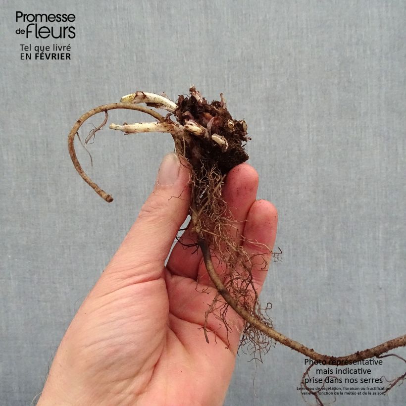 Pulmonaria saccharata Silver Bouquet - Lungwort Bare root sample as delivered in winter